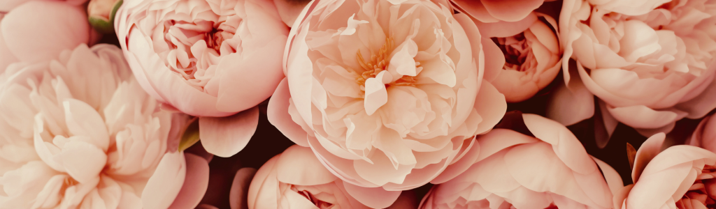 ピンク ホワイト パープル シンプル ミニマル フローラル 花 背景 デスクトップ壁紙 ピンク ホワイト パープル シンプル ミニマル フローラル 花 背景 デスクトップ壁紙